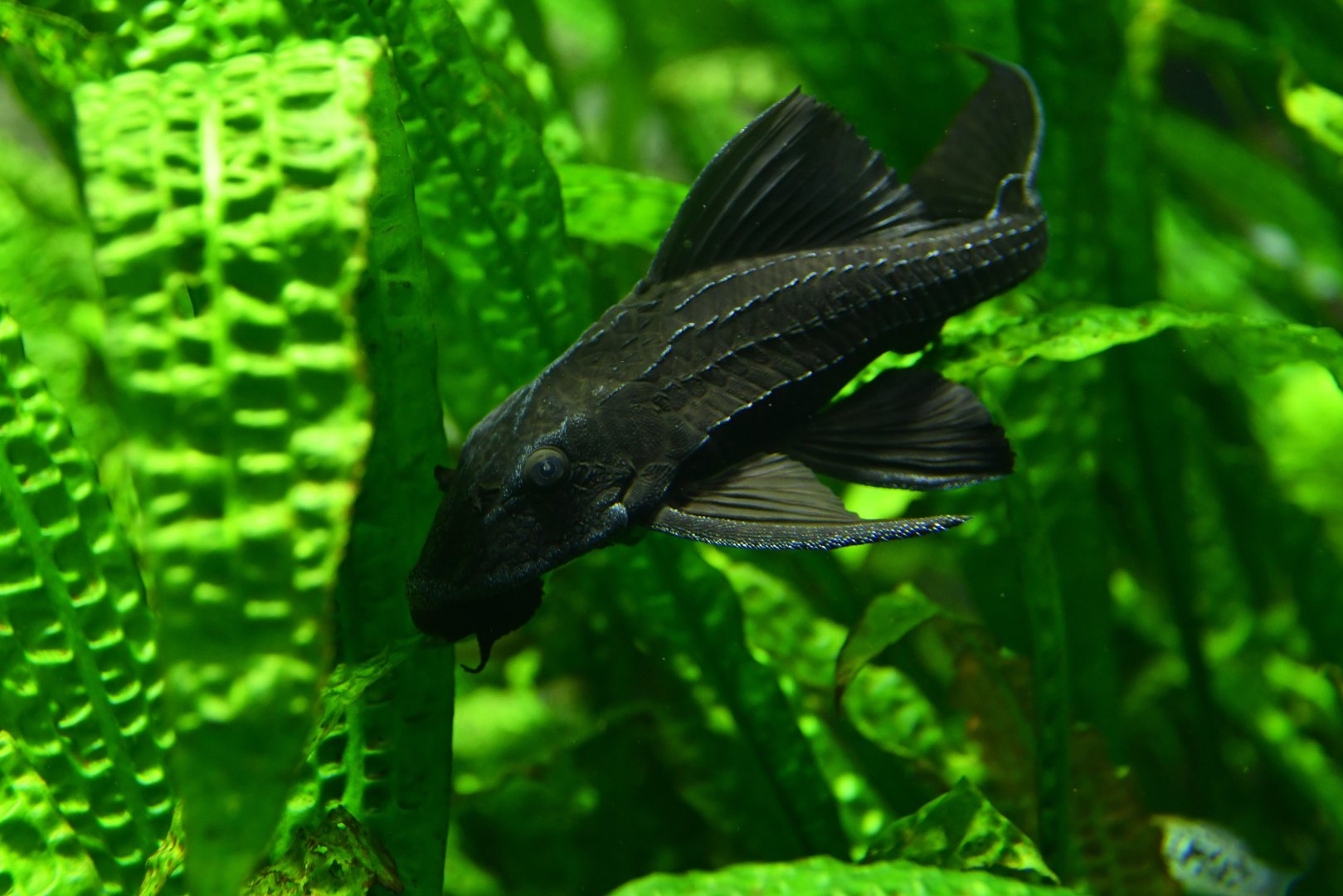 Pterygoplichthys pardalis