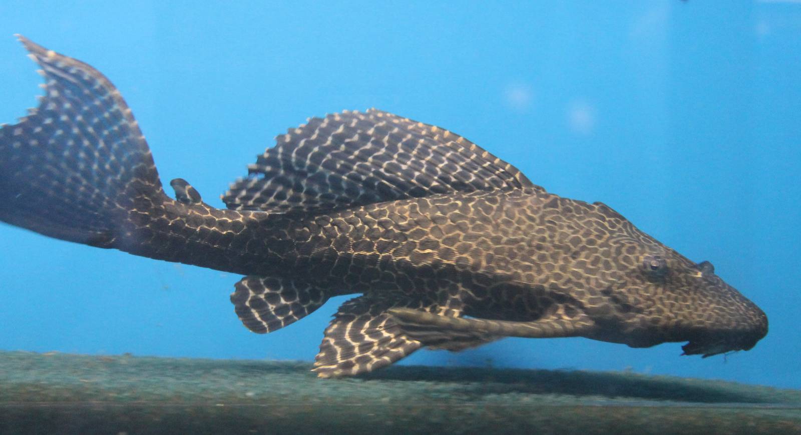 Pterygoplichthys species ID