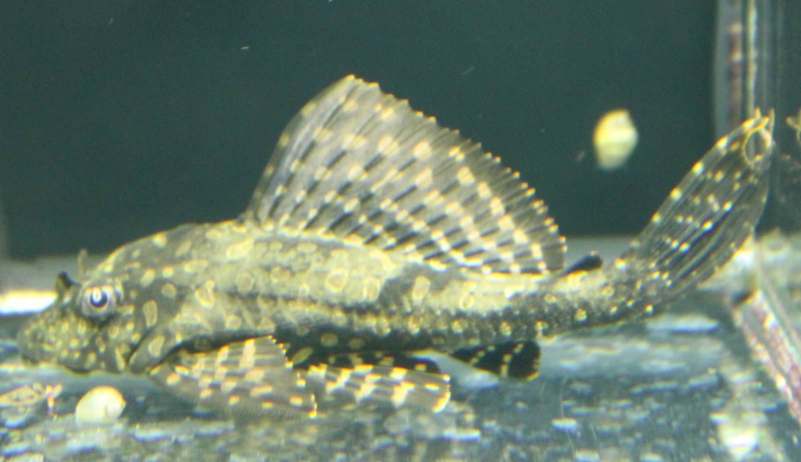 Pterygoplichthys species