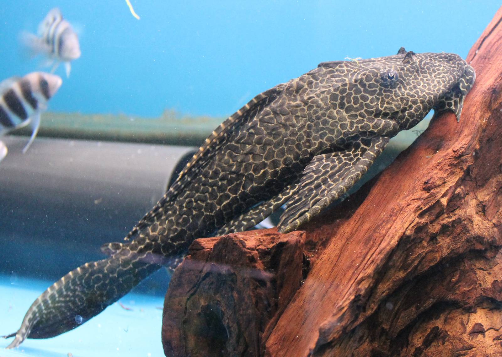 Pterygoplichys gibbiceps