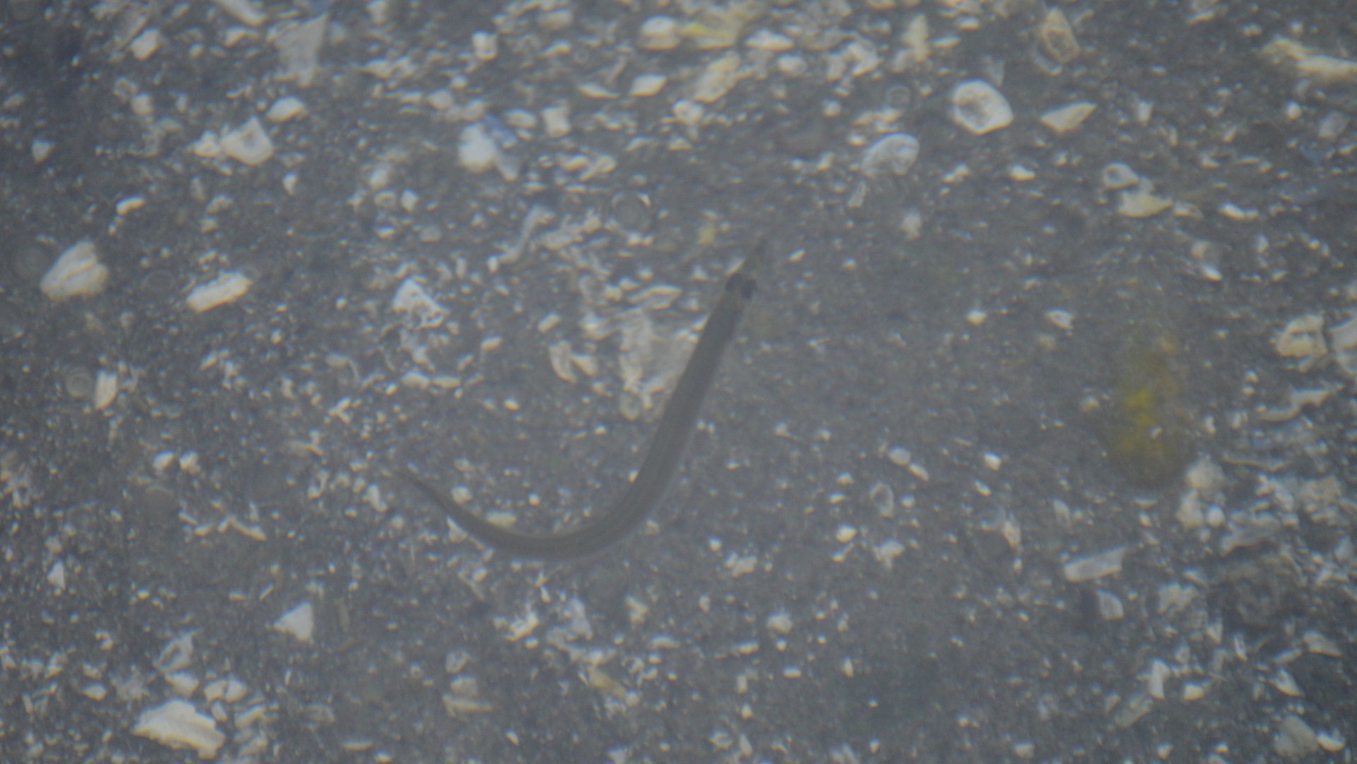 Ptilichthys goodei? Tide Pool Fish ID
