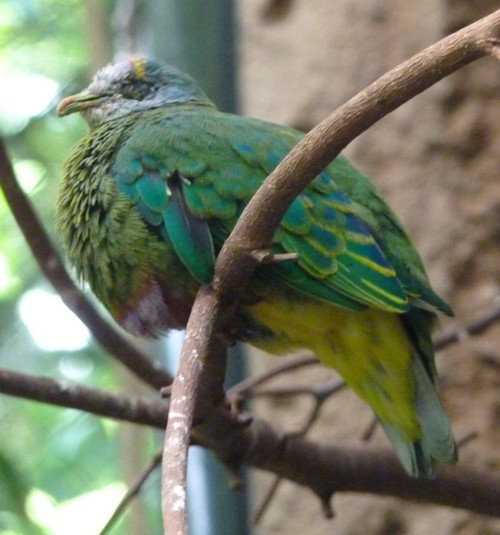 Ptilinopus coronulatus