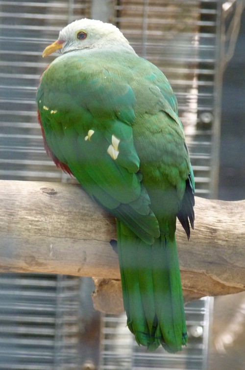 Ptilinopus magnificus