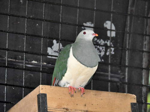 Ptilinopus merrilli merrilli / Cream-bellied fruit dove at Avilon Zoo
