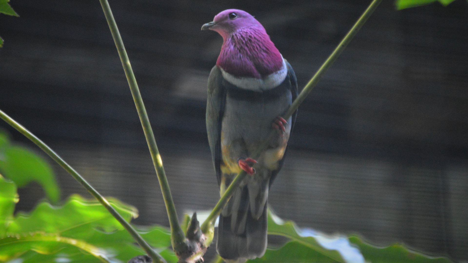 Ptilinopus porphyreus