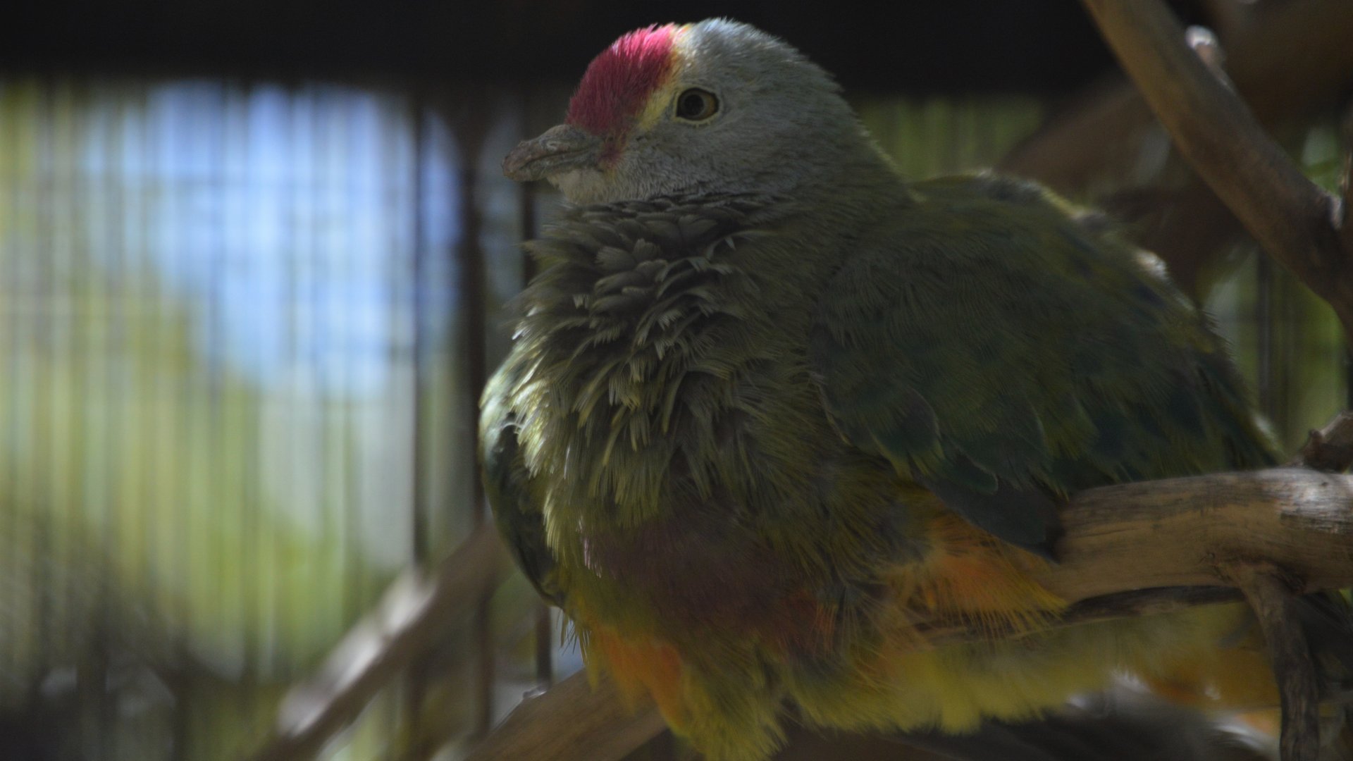 Ptilinopus roseicapilla