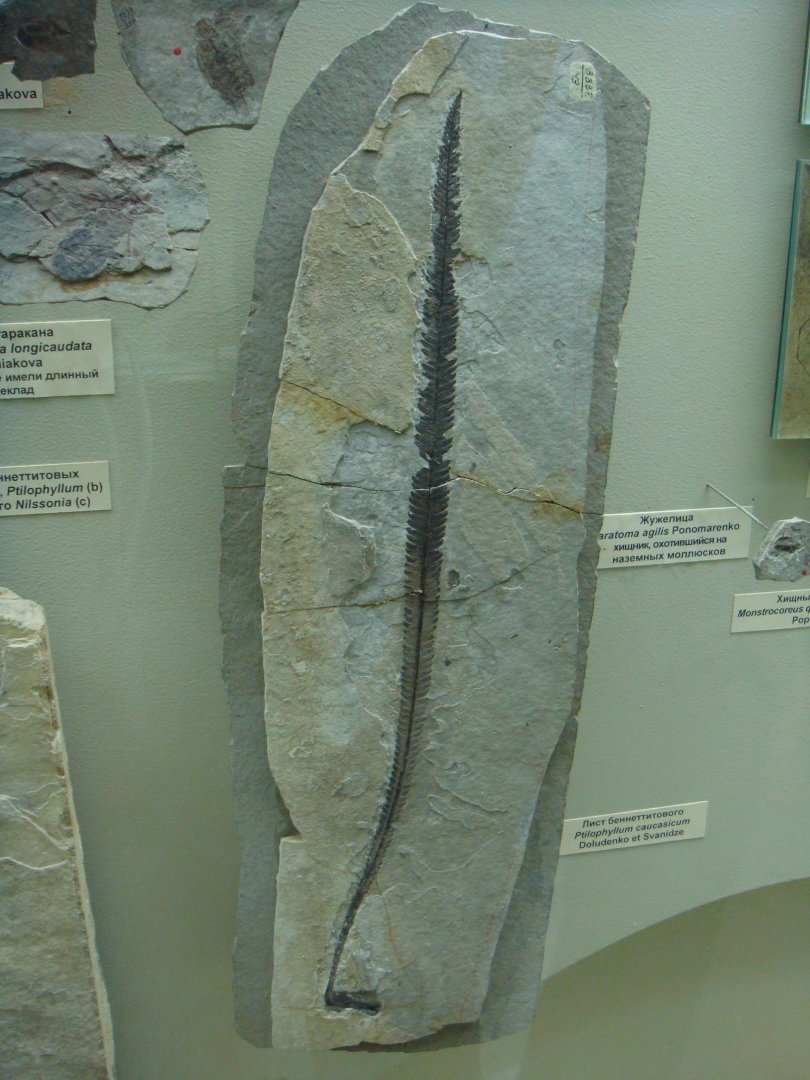 Ptilophyllum caucasicum leaf