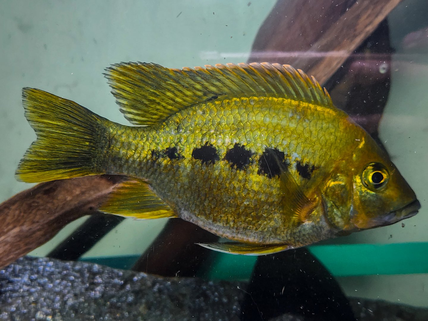 Ptychochromis grandidieri 'East Coast Gold'