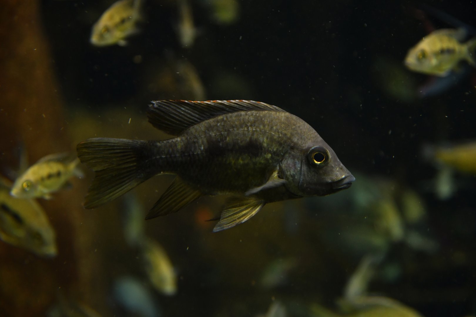 Ptychochromis grandidieri