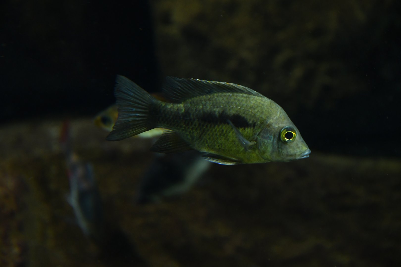 Ptychochromis grandidieri