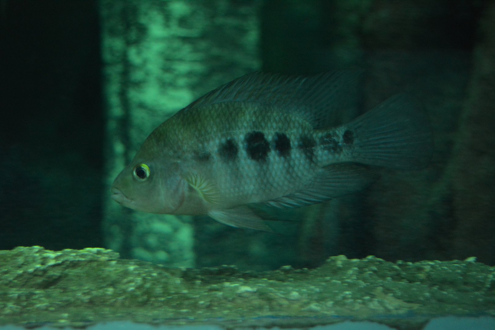 Ptychochromis grandidieri
