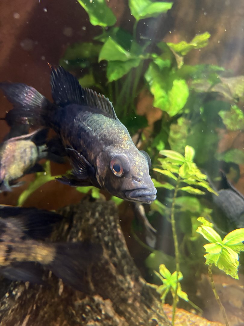 Ptychochromis loisellei