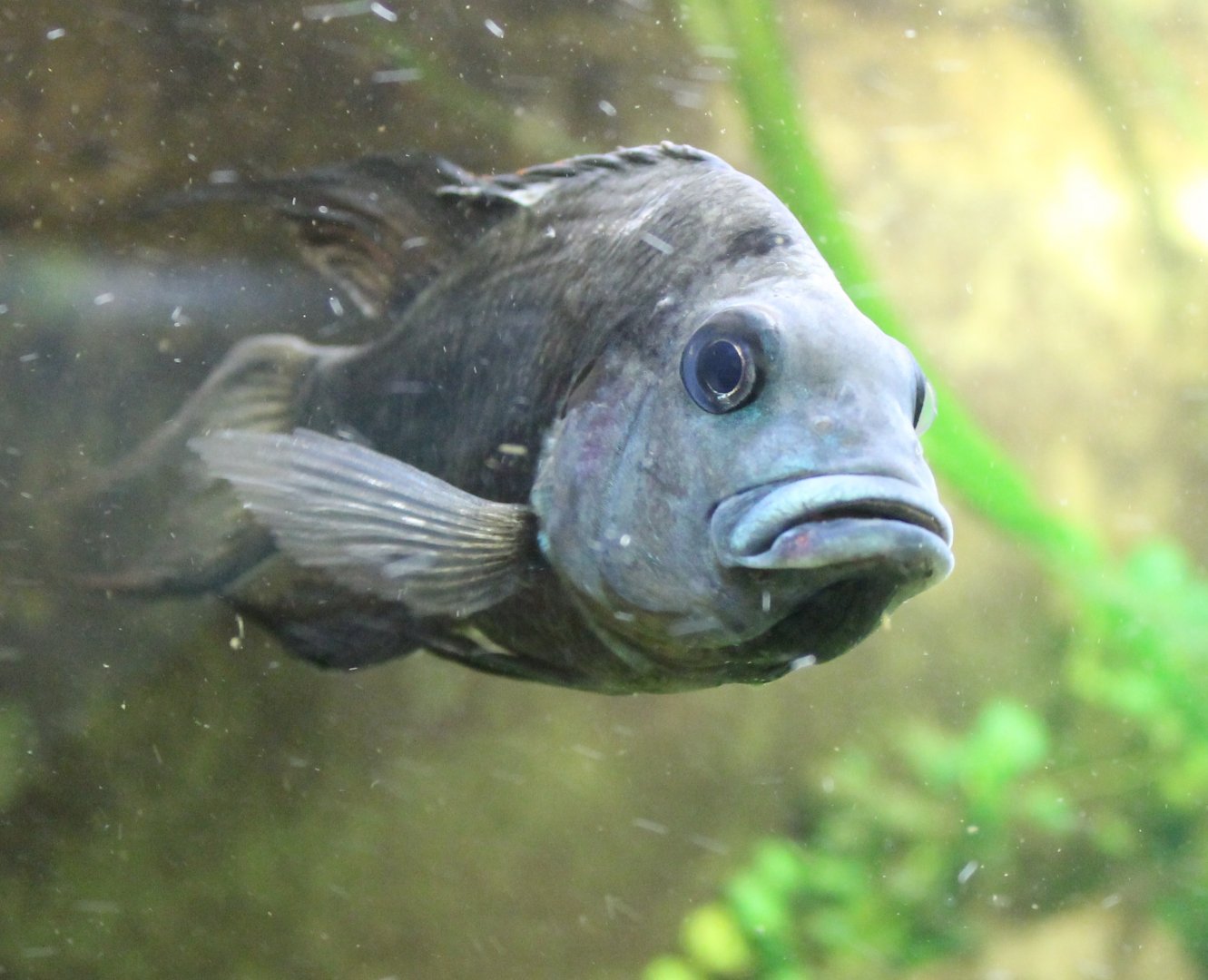 Ptychochromis oligacanthus