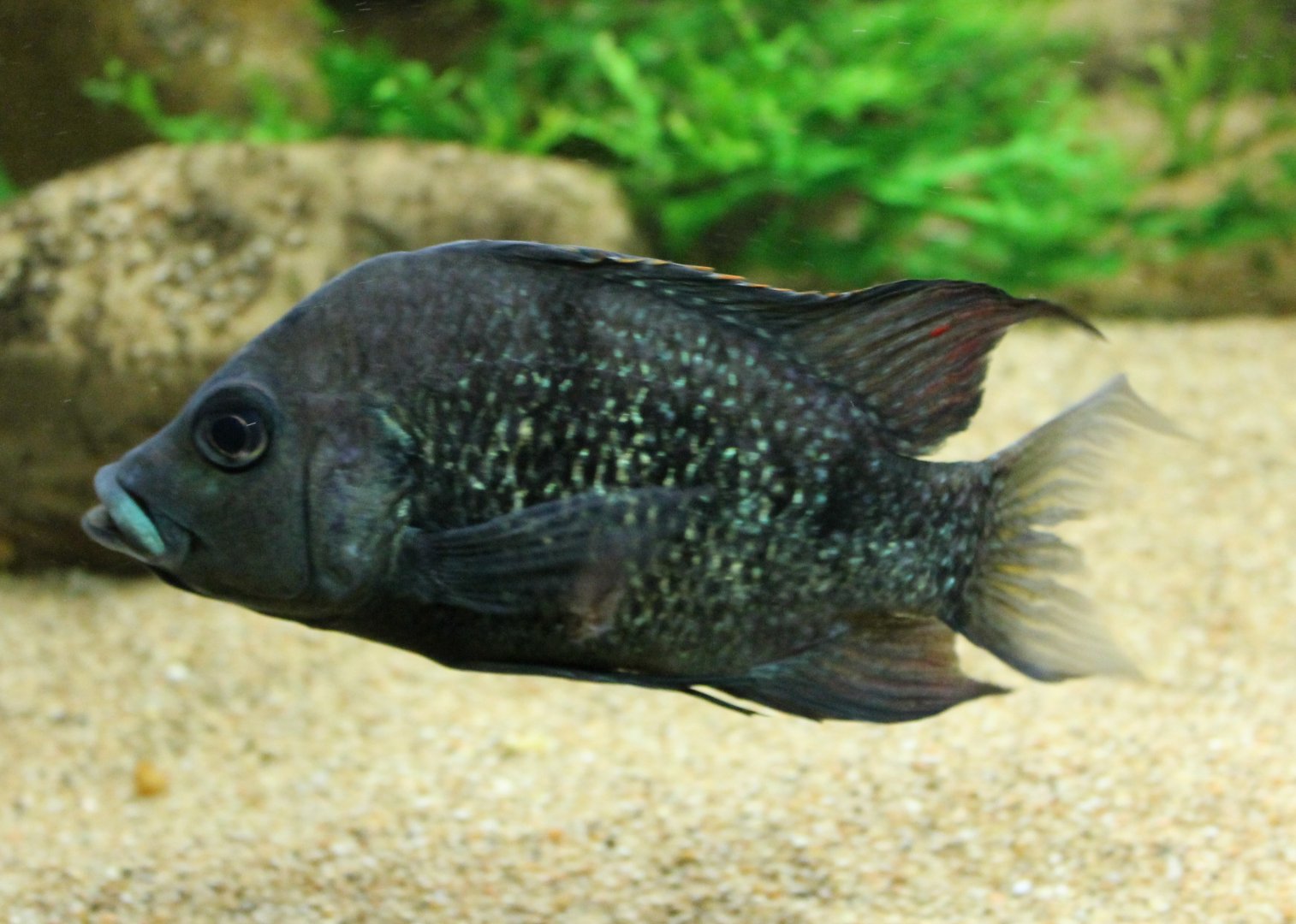 Ptychochromis oligacanthus