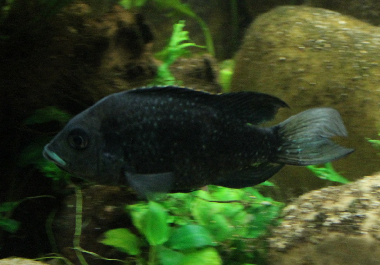 Ptychochromis oligacanthus