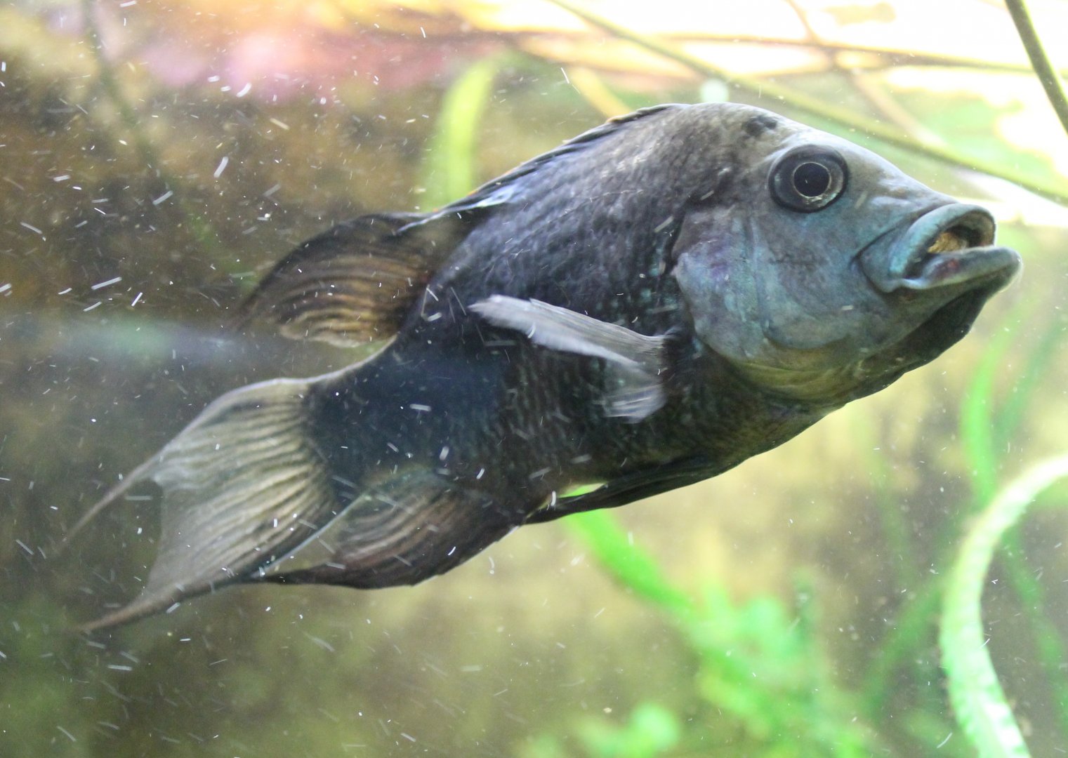 Ptychochromis oligacanthus