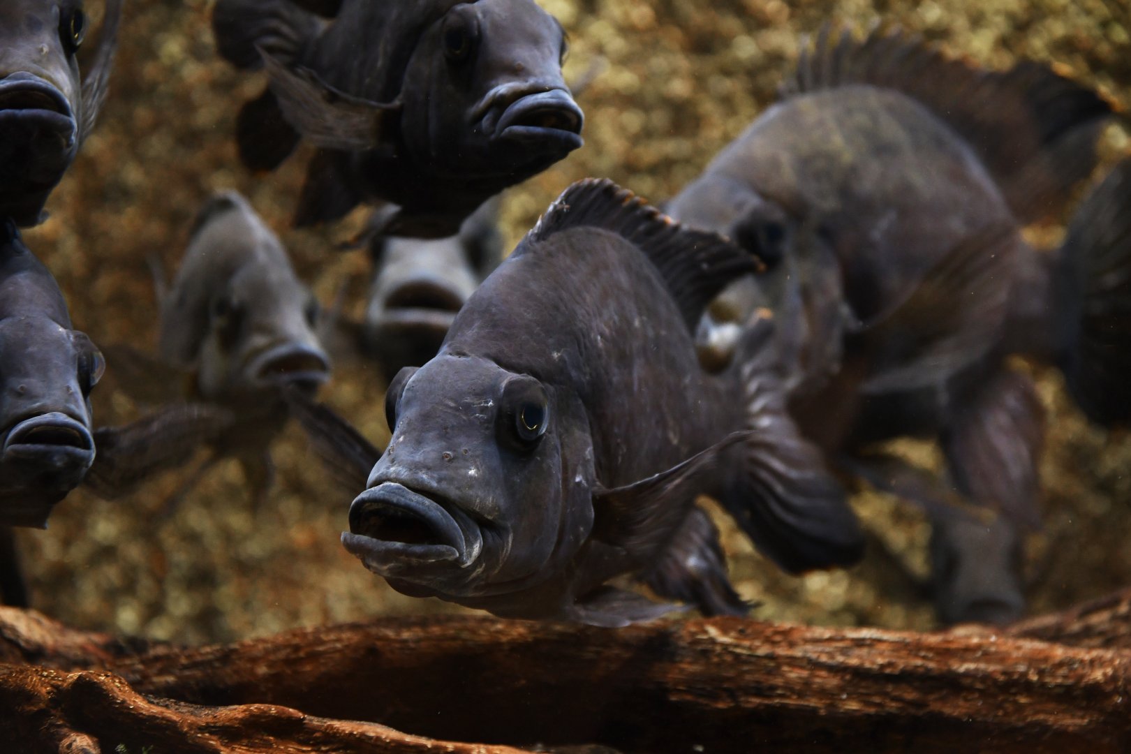 Ptychochromis oligacanthus