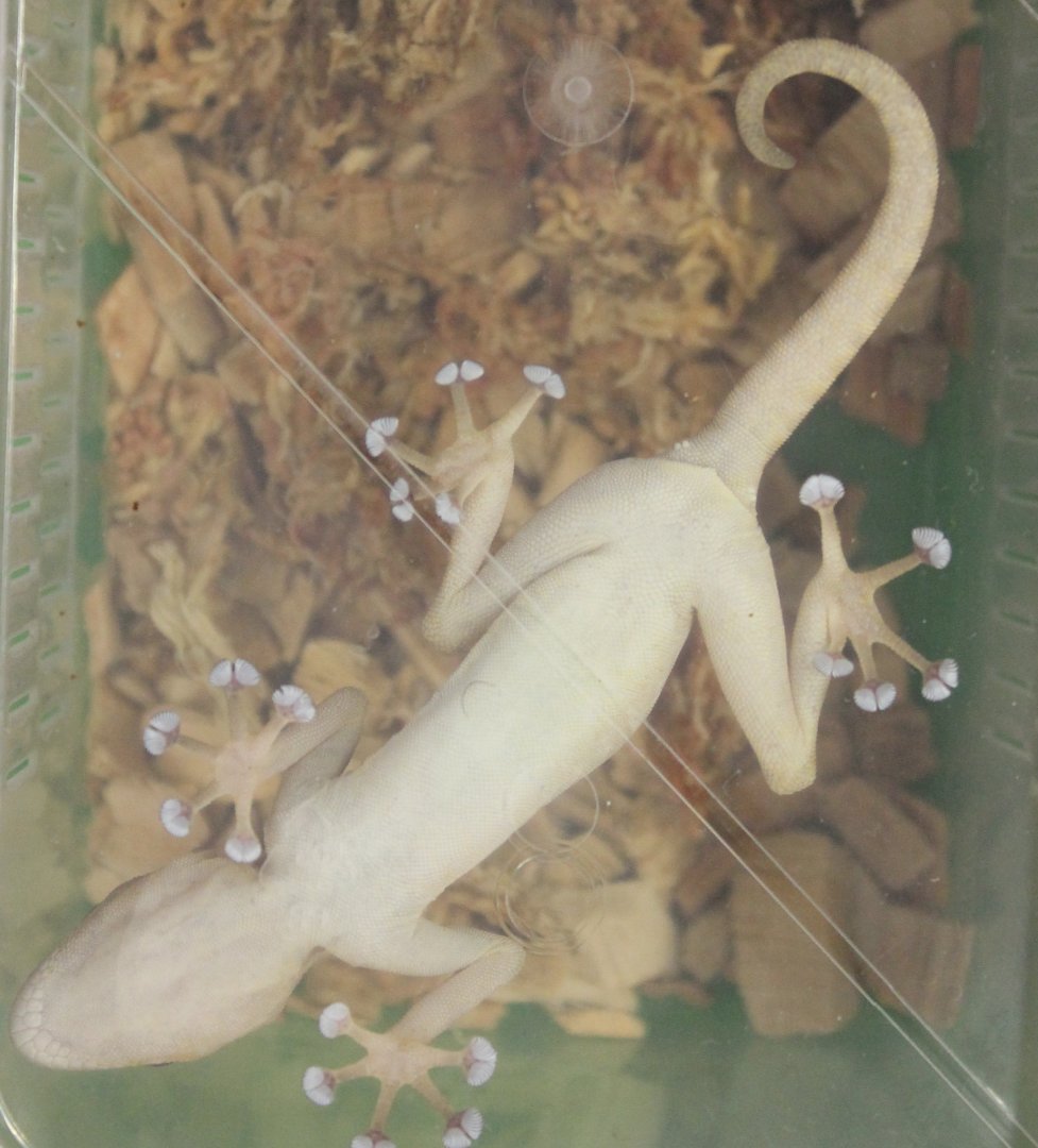 Ptychodactylus hasslquistii