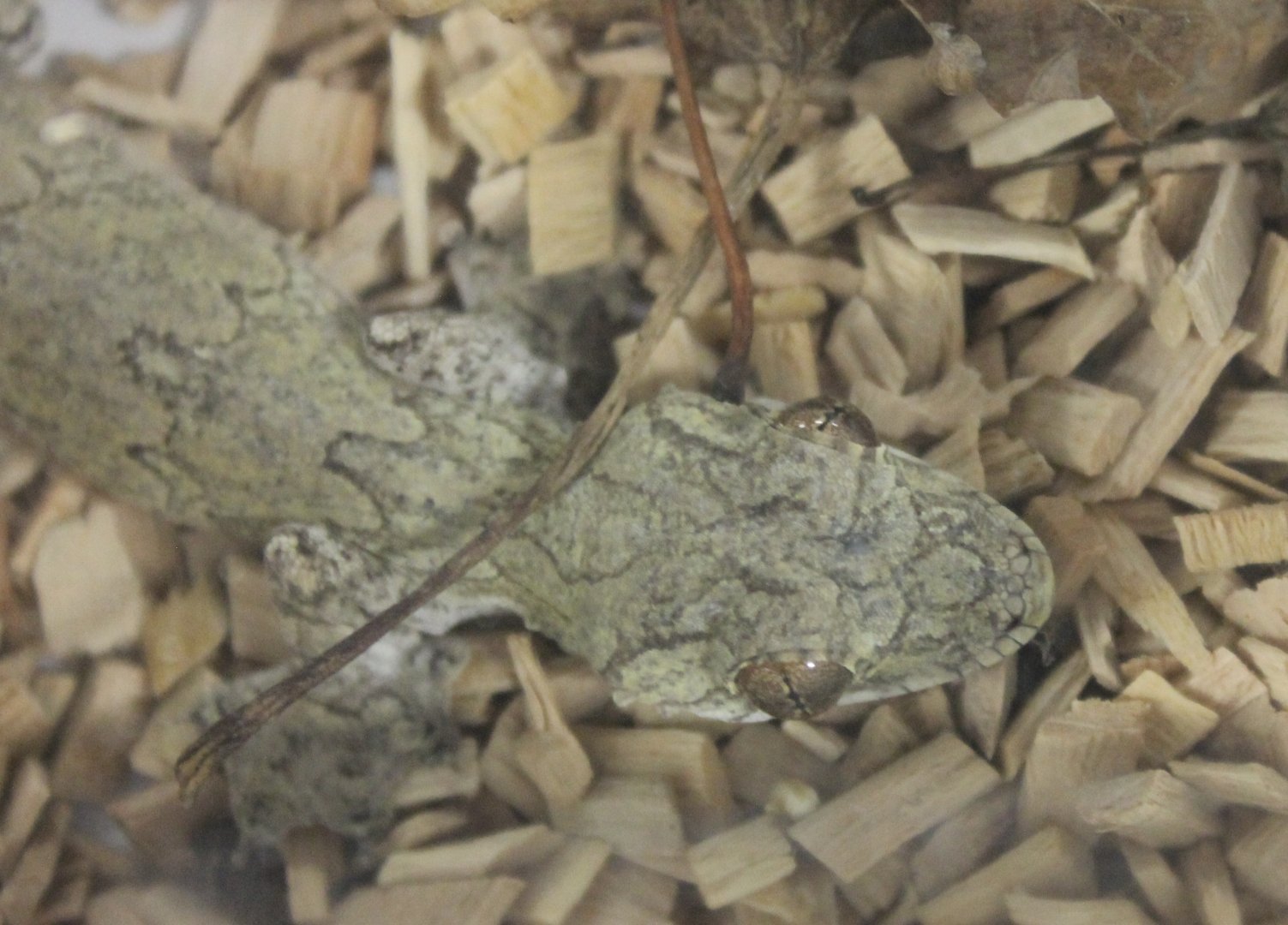 Ptychozoon horsfieldii