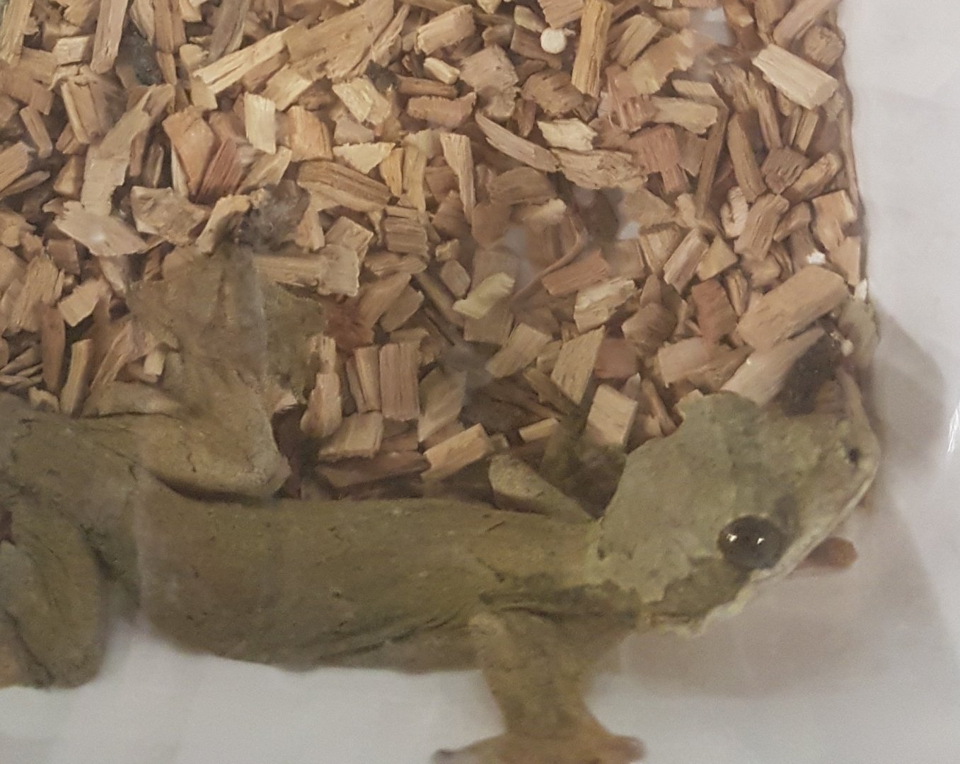 Ptychozoon species - Malaysia