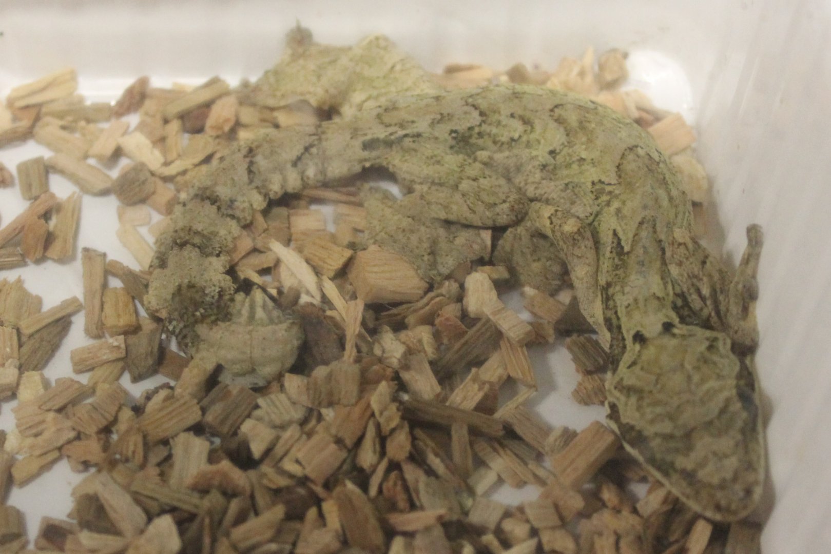 Ptychozoon species - Malaysia