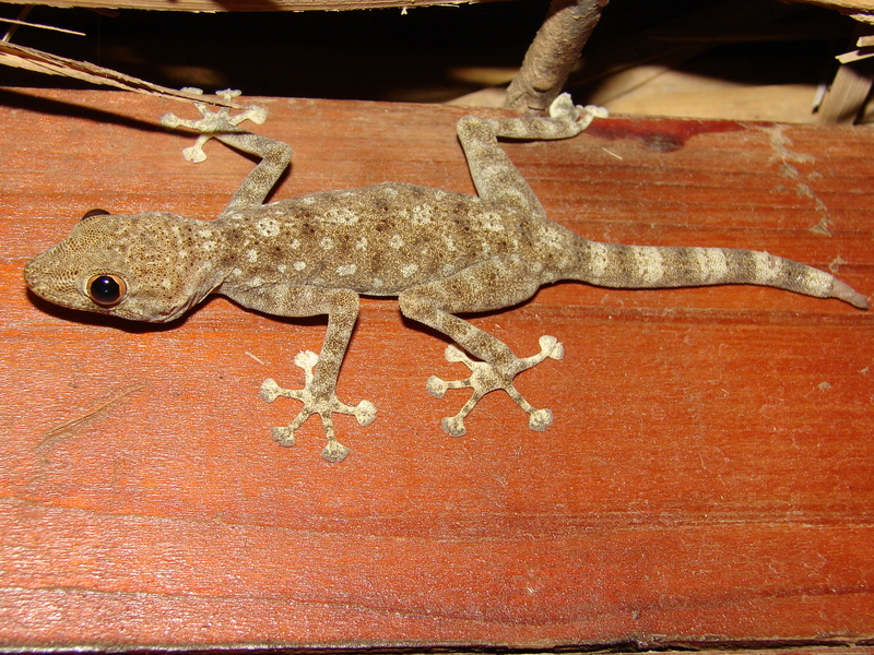 Ptyodactylus guttatus / Fan-fingered gecko, (Arava Valley, 16-10-2010)