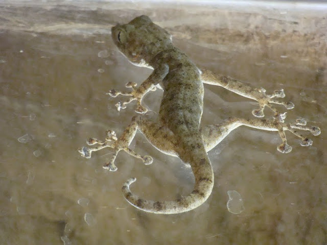 Ptyodactylus hasselquistii