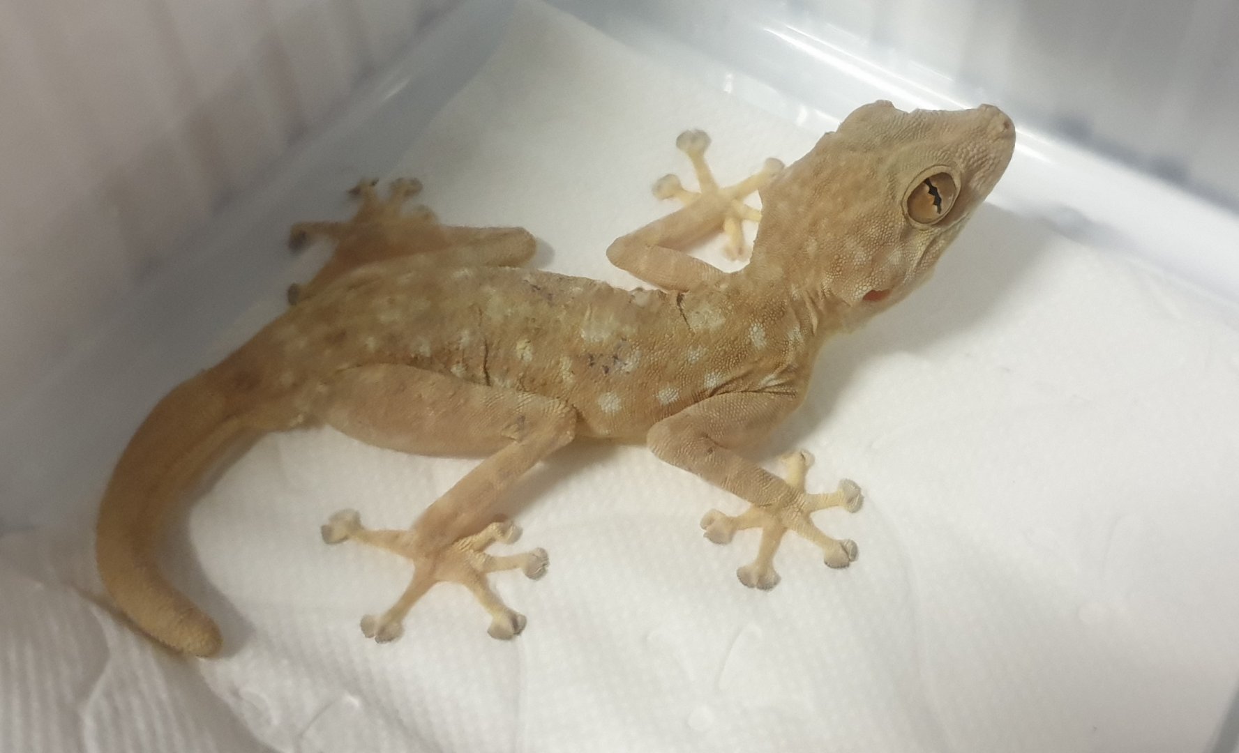 Ptyodactylus hasselquistii