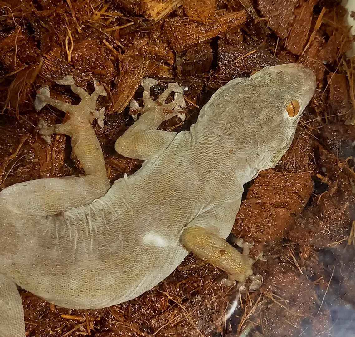 Ptyodactylus hasselquistii