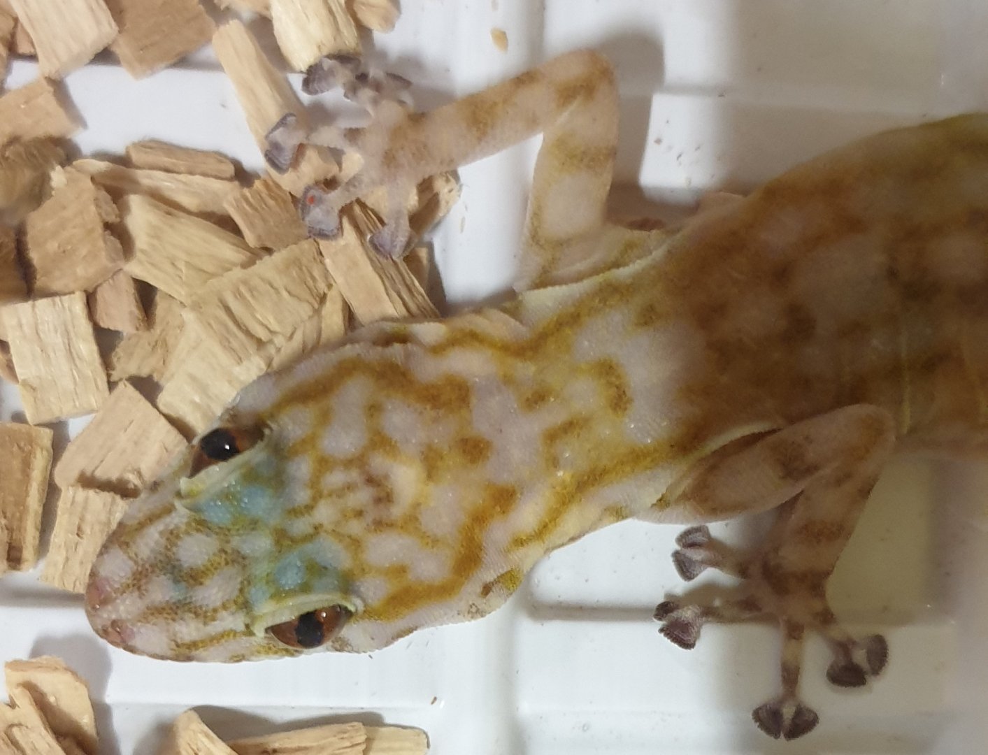 Ptyodactylus ragazzi - female