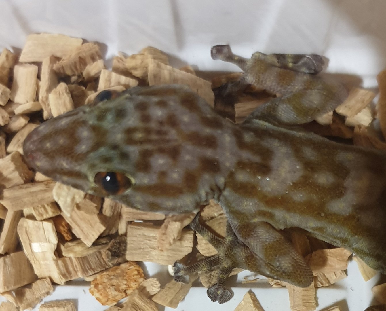 Ptyodactylus ragazzi - male