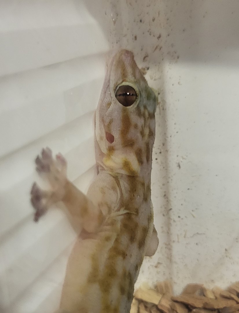 Ptyodactylus ragazzi