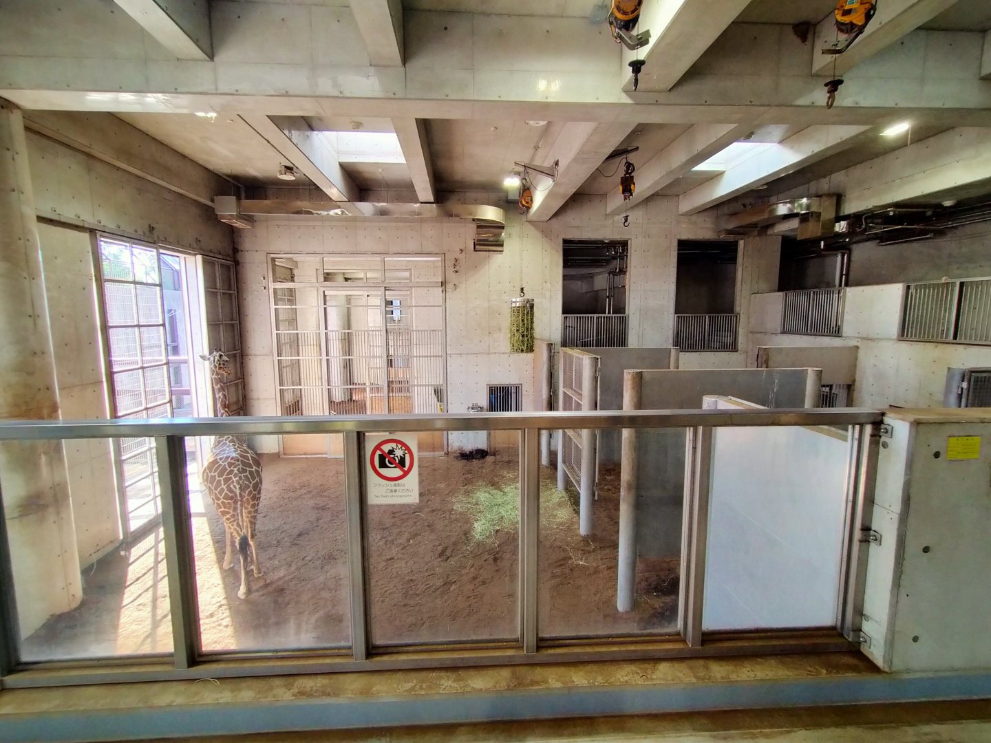 Public backstage giraffe area