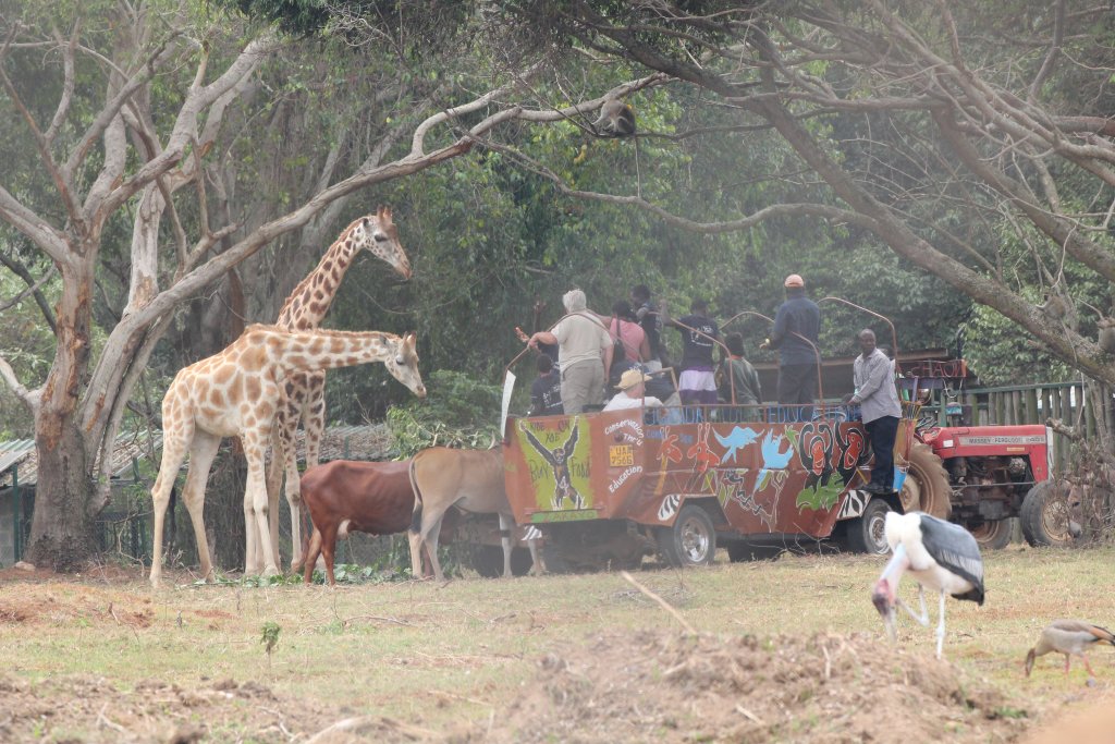 Public encounter in Kidepo exhibit