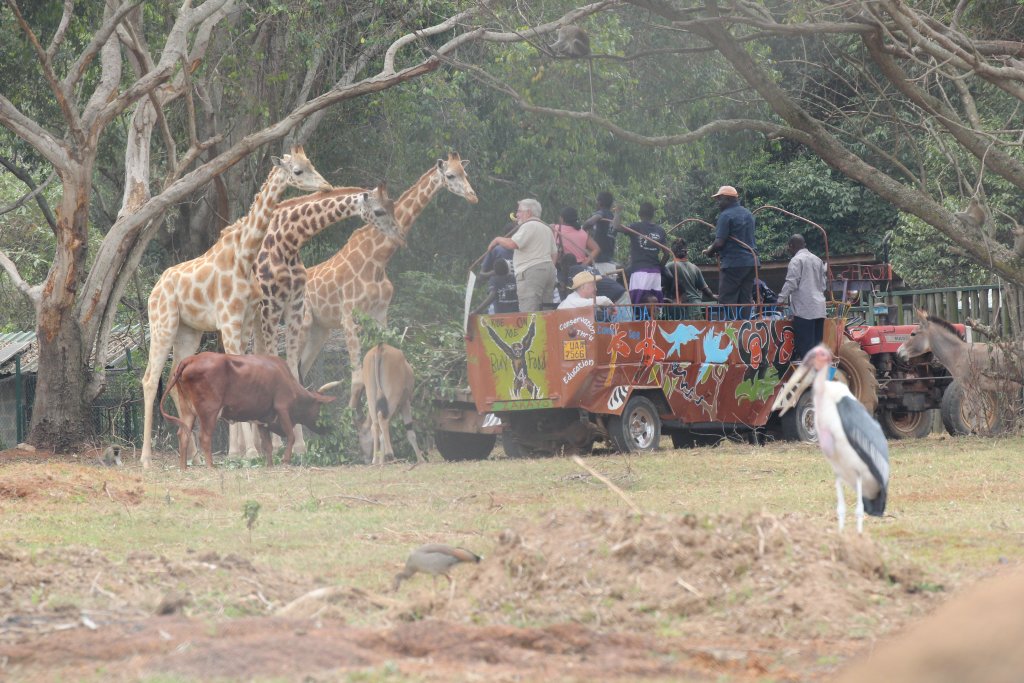 Public encounter in Kidepo exhibit