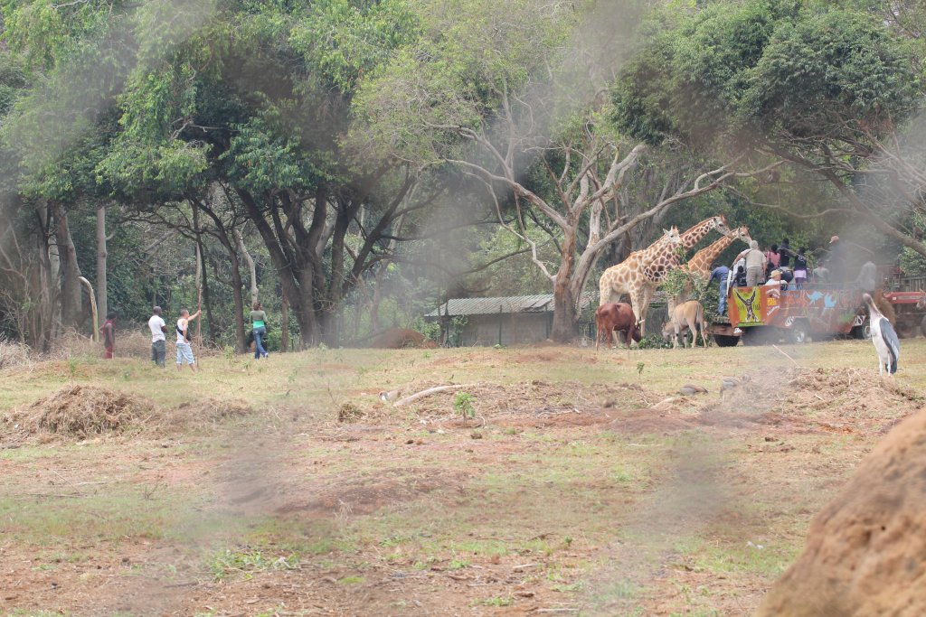 Public encounter in Kidepo exhibit