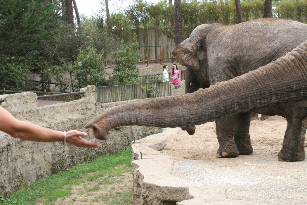 Public Feeding Elephant