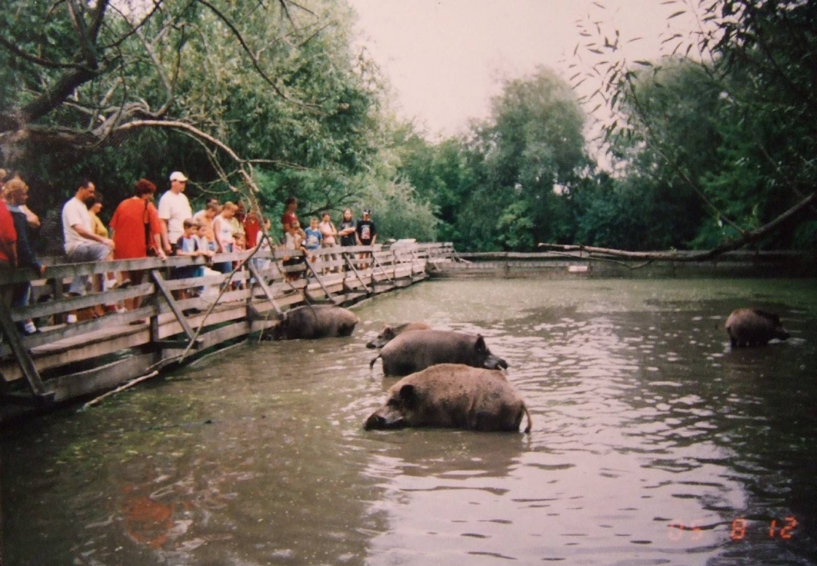 Public feeding, Wild boars @ Jászberény Zoo, Hungary