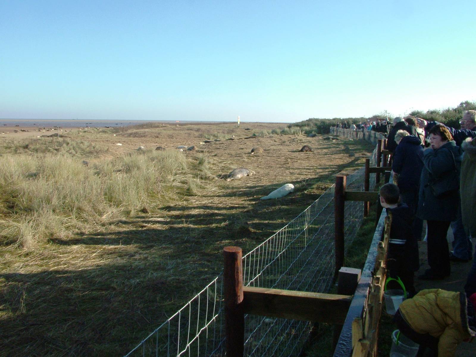 Public Viewing Area - Grey Seal Colony at Donna Nook NNR, 11/11/12