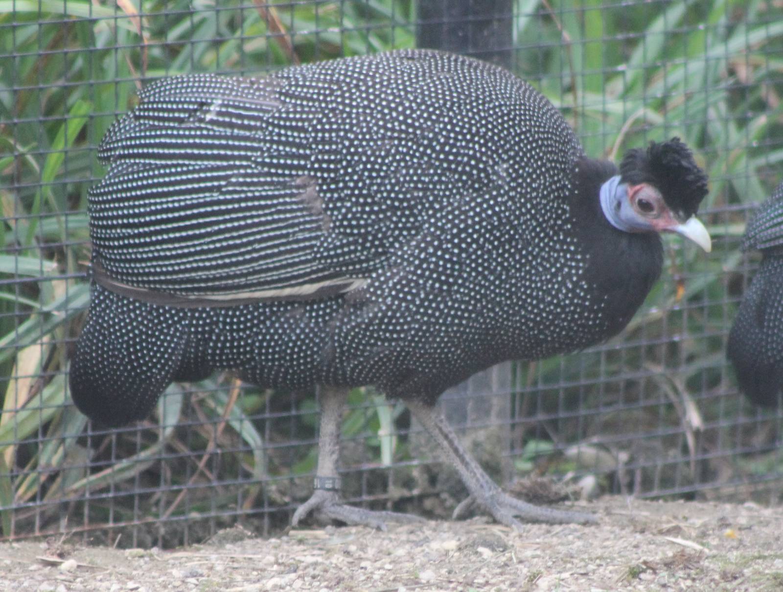 Pucherani guineafowl