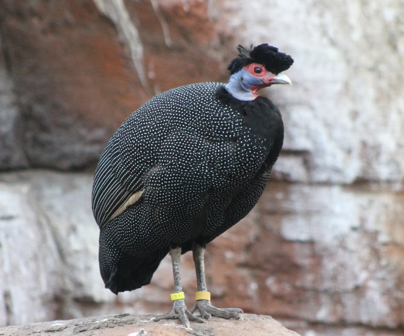 Pucherans crested guineafowl