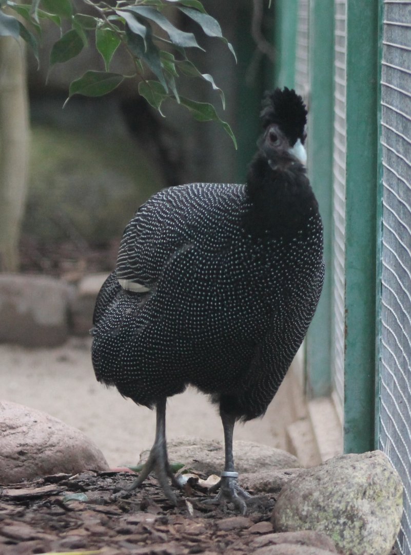 Pucheran's crested guineafowl