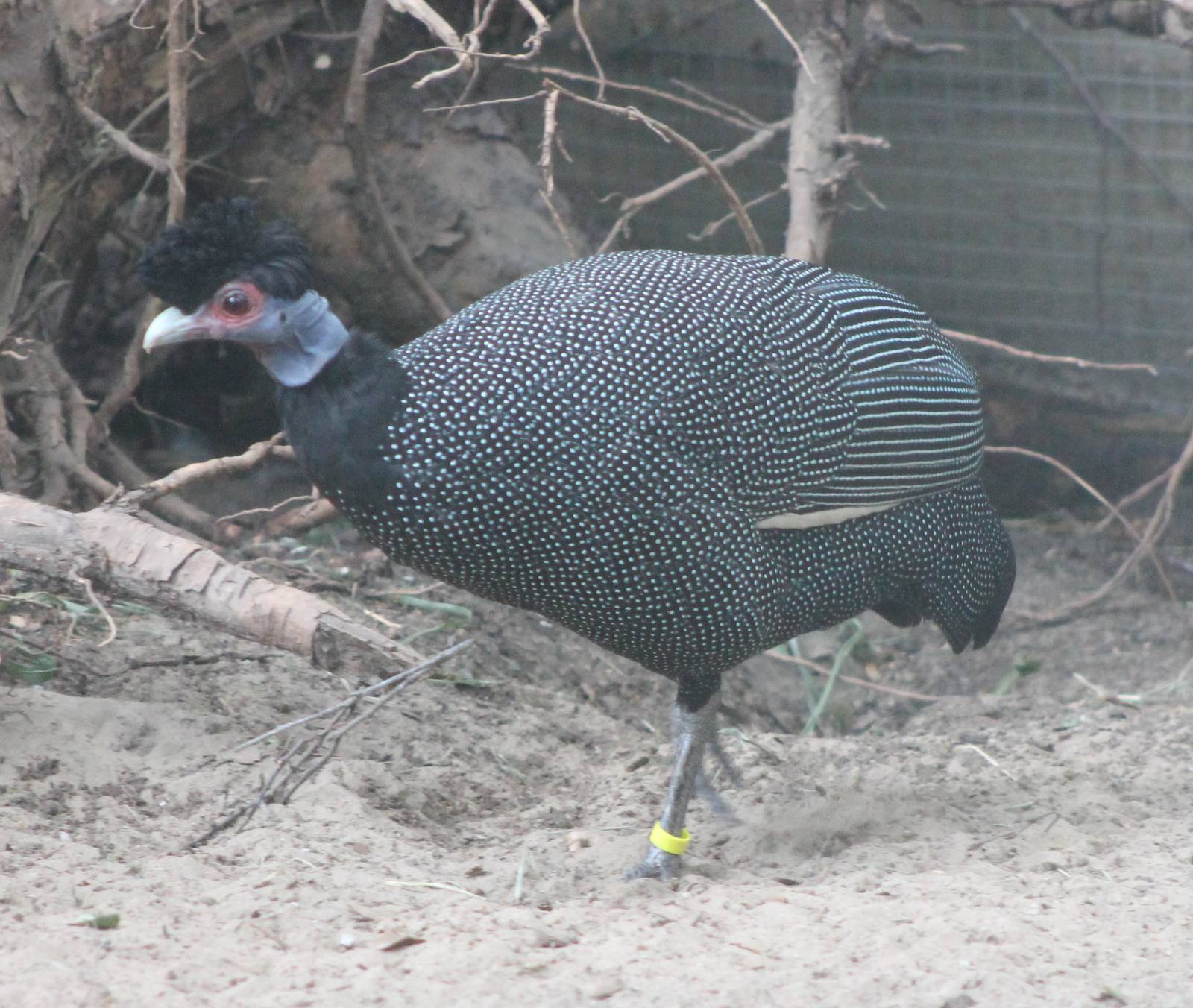 Pucheran's guinea-fowl