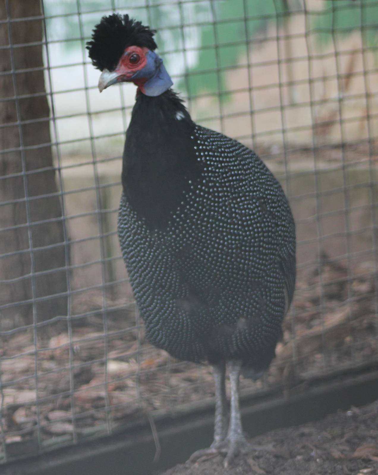 Pucheran's guineafowl