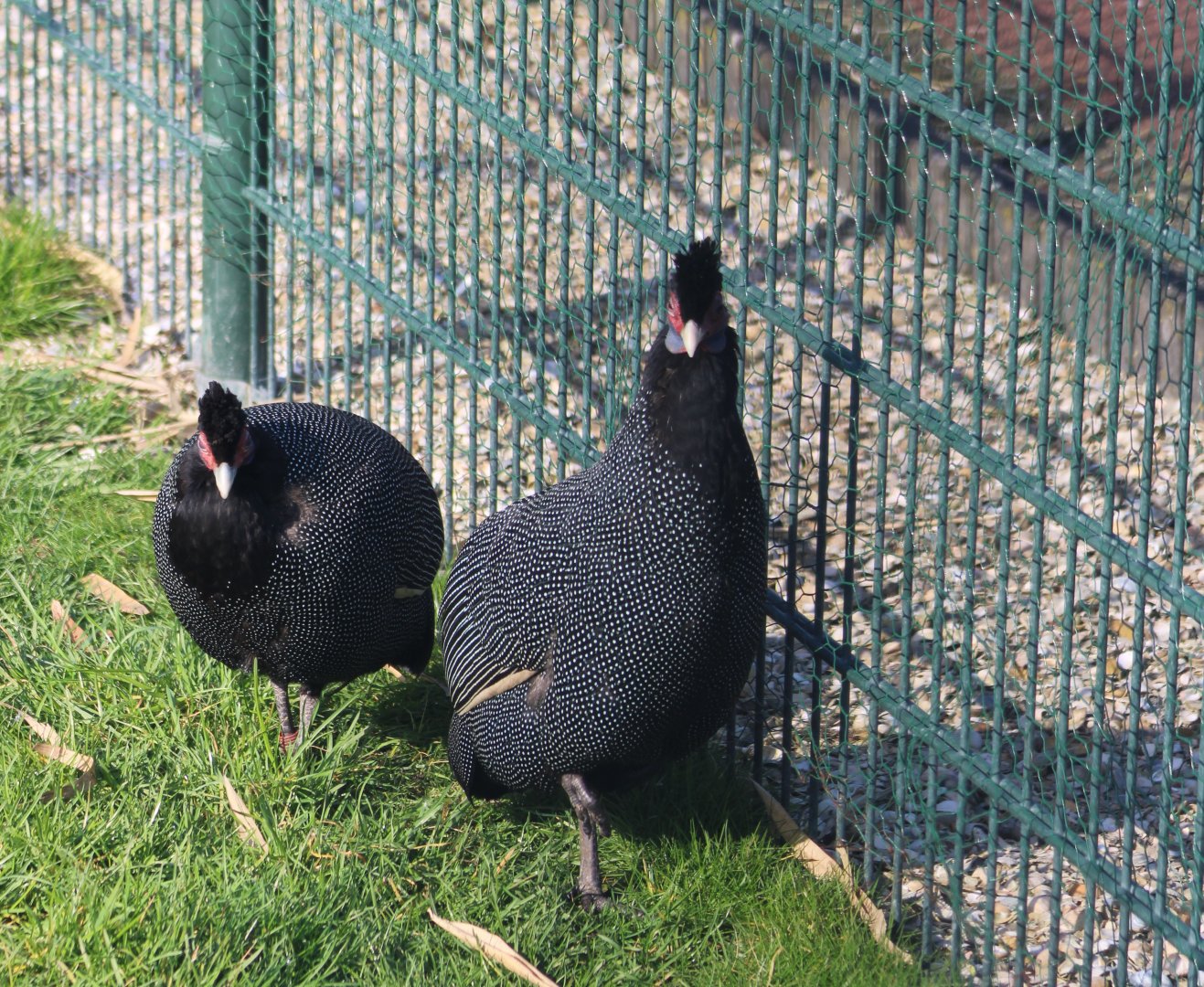 Pucheran's guineafowl