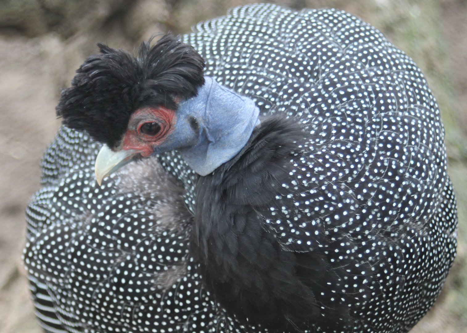 Pucheran's guineafowl