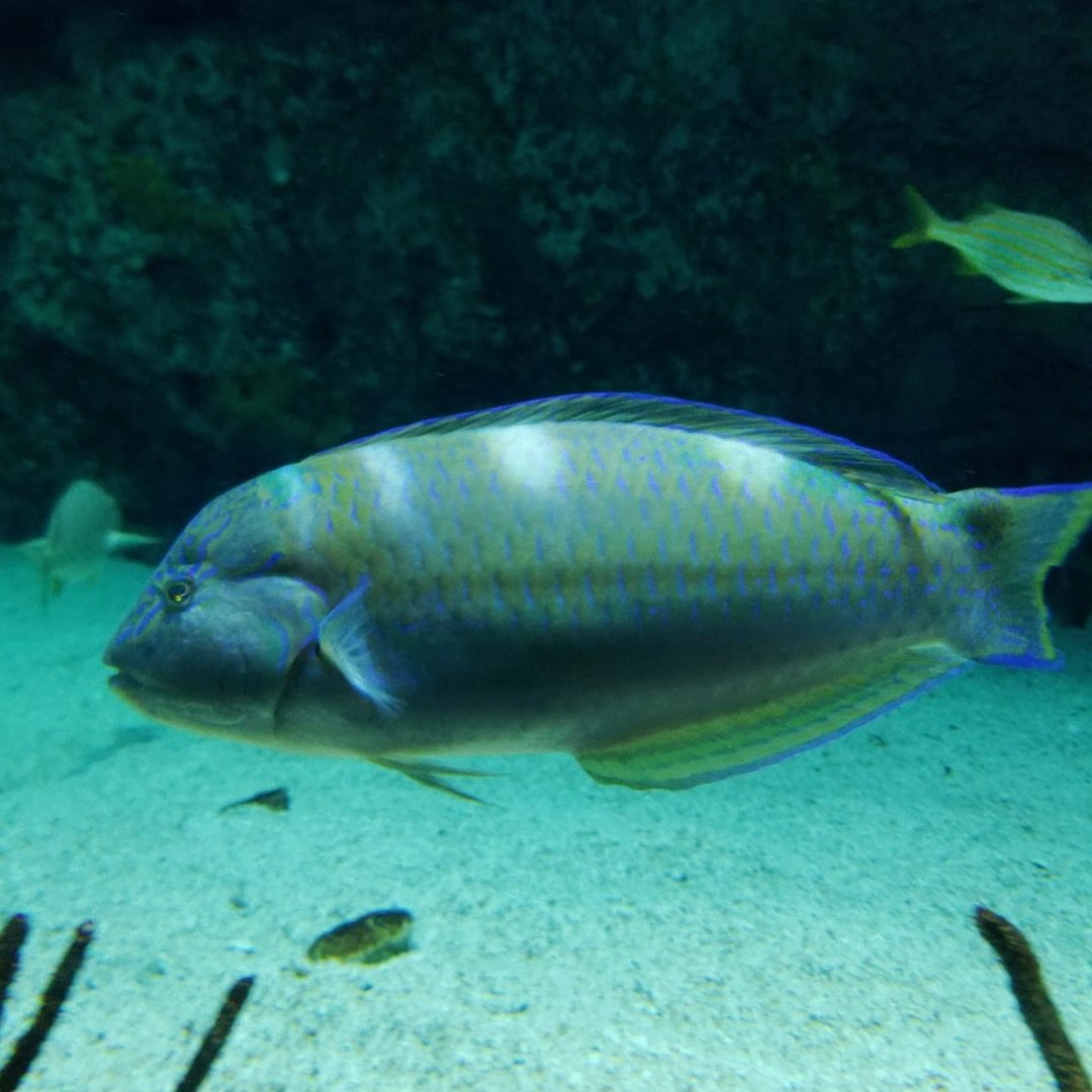 Puddingwife (Halichoeres radiatus)