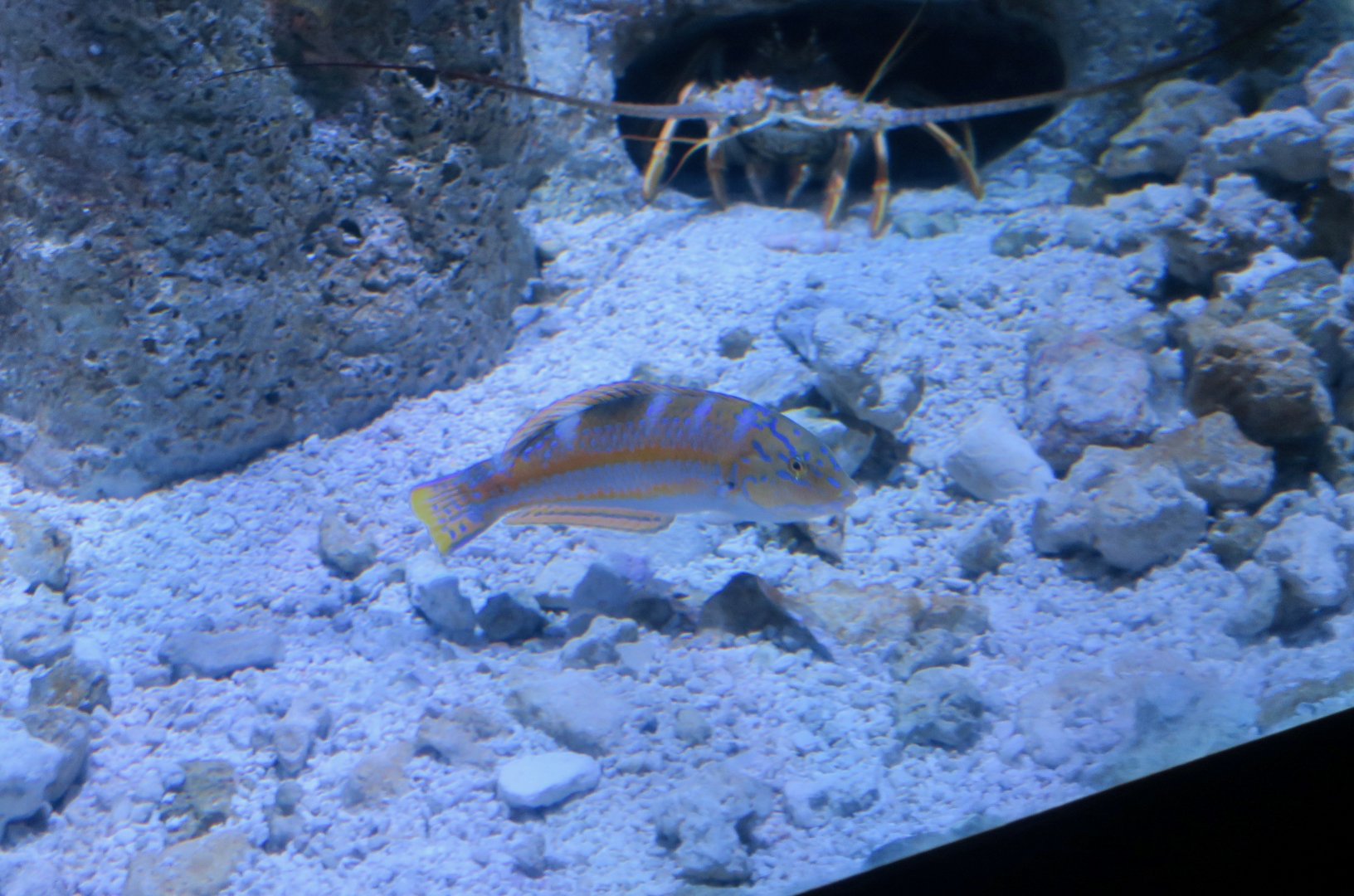 Puddingwife Wrasse (Halichoeres radiatus)