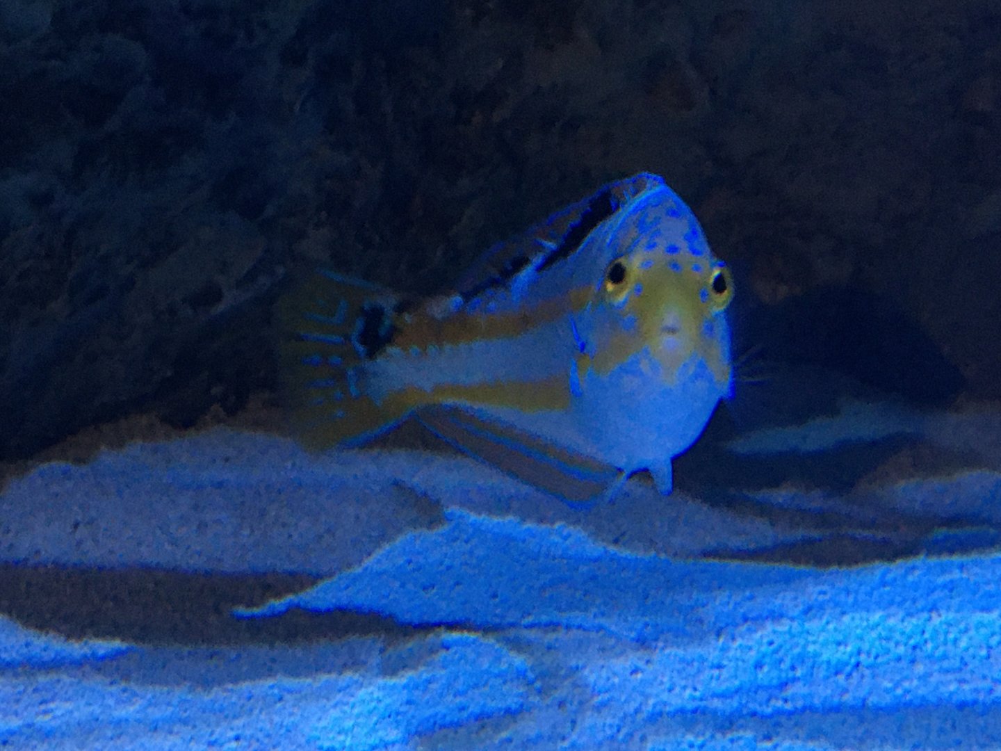 Puddingwife Wrasse (Halichoeres radiatus)