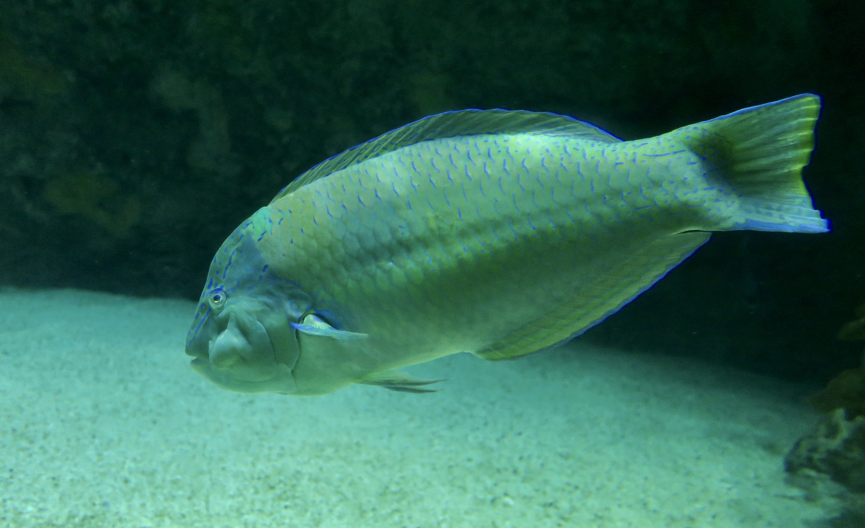 Puddingwife Wrasse (Halichoeres radiatus)